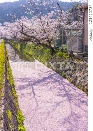 京都 哲学の道の花筏 京都 哲学の道の花筏 125423784