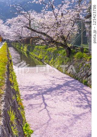 京都　哲学の道の花筏 125423786