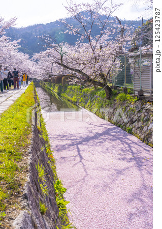 京都　哲学の道の花筏 125423787