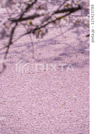 京都 哲学の道の花筏 京都 哲学の道の花筏 125423789
