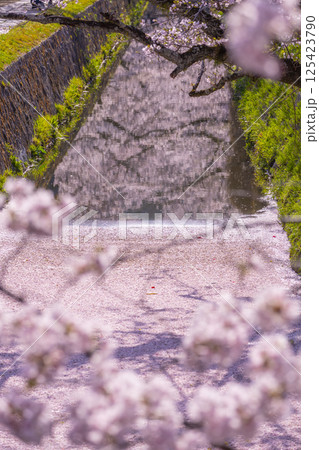 京都　哲学の道の花筏 125423790