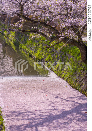 京都　哲学の道の花筏 125423792