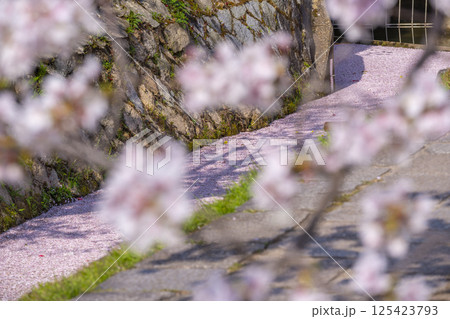 京都　哲学の道の花筏 125423793