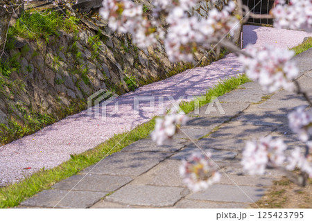 京都　哲学の道の花筏 125423795