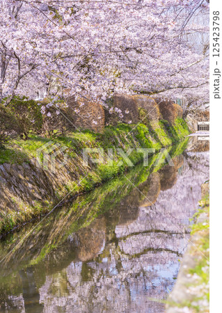 京都　哲学の道の花筏 125423798