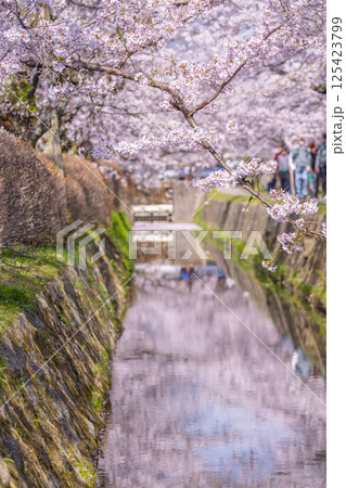 京都　哲学の道の花筏 125423799