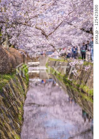 京都　哲学の道の花筏 125423800