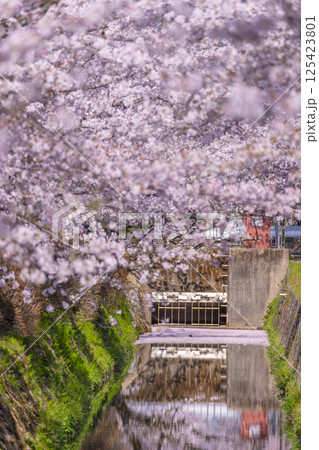 京都 哲学の道の花筏 京都 哲学の道の花筏 125423801