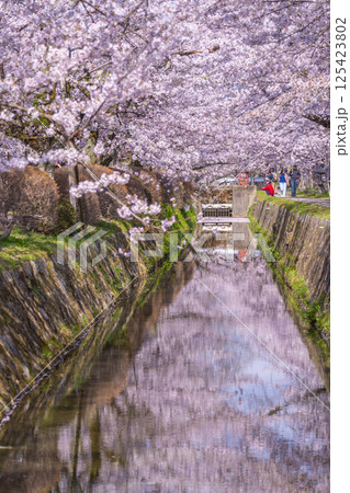 京都 哲学の道の花筏 京都 哲学の道の花筏 125423802
