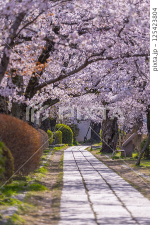 京都 満開の桜に包まれた哲学の道 京都 満開の桜に包まれた哲学の道 125423804