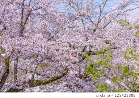 京都 満開の桜に包まれた哲学の道 京都 満開の桜に包まれた哲学の道 125423809