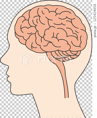 從側面看人腦內部的大腦插圖 125424058