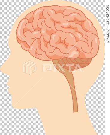 Illustration of the brain inside the human head seen from the side 125424059