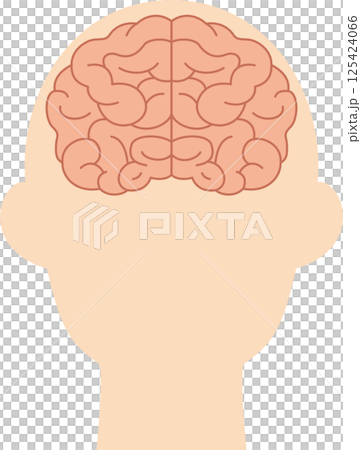 Simple illustration of a brain seen from the front 125424066