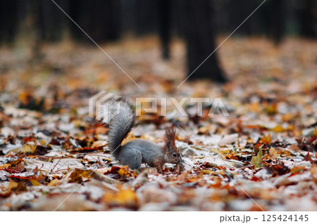 A red squirrel in the autumn forest in its natural habitat. A close-up portrait of a squirrel. The forest is full of muted colors on the eve of winter. 125424145