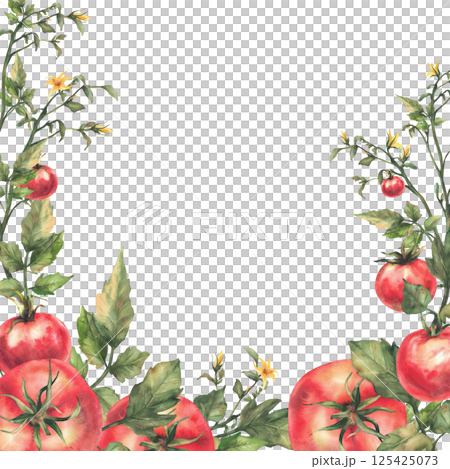 Tomato plant with red fruit, green leaves and yellow flowers square frame. Watercolor botanical agricultural vegetables crop label. Realistic hand drawn card template illustration Isolated background Tomato plant with red fruit, green leaves and yellow flowers square frame. Watercolor botanical agricultural vegetables crop label. Realistic hand drawn card template illustration Isolated background 125425073