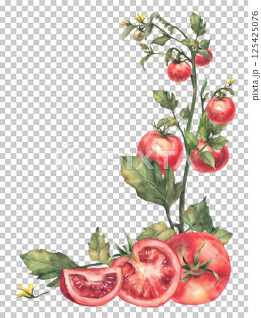 Tomato plant with red whole and cut sliced fruit, leaves and flowers. Watercolor botanical ripe and unripe vegetables crop label. Realistic hand drawn template Illustration isolated from background Tomato plant with red whole and cut sliced fruit, leaves and flowers. Watercolor botanical ripe and unripe vegetables crop label. Realistic hand drawn template Illustration isolated from background 125425076