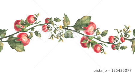 Tomato plant seamless border with red fruit, leaves and flowers. Watercolor agricultural ripe and unripe vegetables crop realistic repeating pattern. Hand drawn illustration isolated from background 125425077