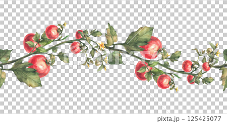 Tomato plant seamless border with red fruit, leaves and flowers. Watercolor agricultural ripe and unripe vegetables crop realistic repeating pattern. Hand drawn illustration isolated from background 125425077
