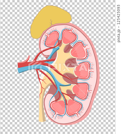 人體左腎和腎上腺的簡單易懂的橫斷面圖 人體左腎和腎上腺的簡單易懂的橫斷面圖 125425093
