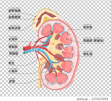 人體左腎和腎上腺的簡單易懂的橫斷面圖 人體左腎和腎上腺的簡單易懂的橫斷面圖 125425094