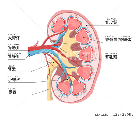 人体の左腎臓と副腎のわかりやすい断面イラスト 人体の左腎臓と副腎のわかりやすい断面イラスト 125425096