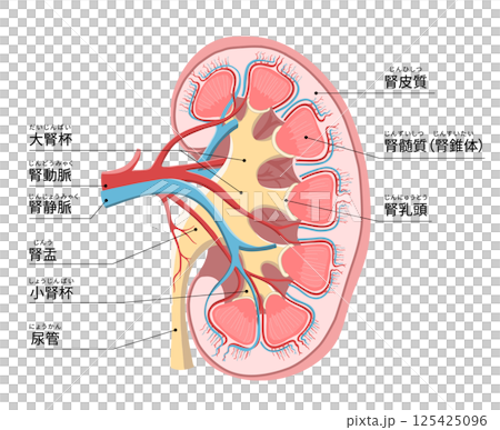 人體左腎和腎上腺的簡單易懂的橫斷面圖 人體左腎和腎上腺的簡單易懂的橫斷面圖 125425096