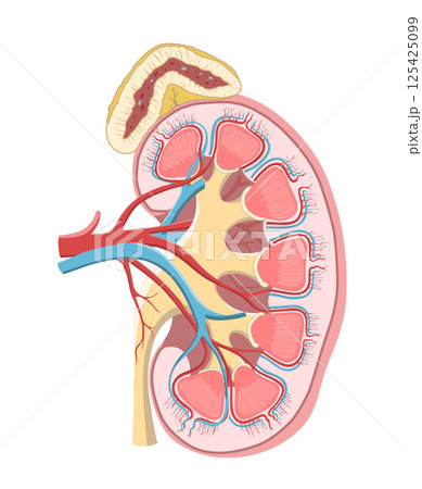 人体の左腎臓と副腎のわかりやすい断面イラスト 125425099