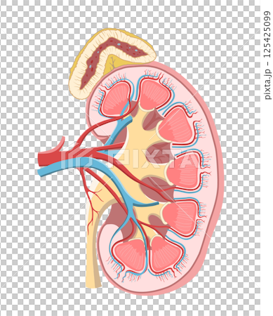 人体の左腎臓と副腎のわかりやすい断面イラスト 125425099