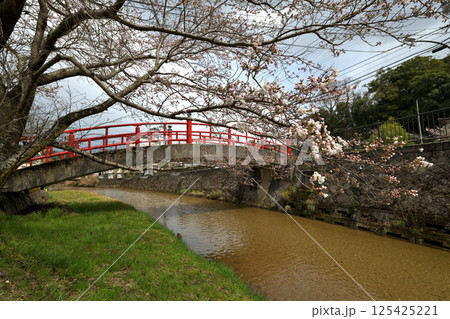 玉作湯神社の赤い橋　宮橋（恋叶い橋）桜の季節 125425221