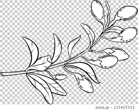 Goji Branch Outline Illustration Goji Branch Outline Illustration 125425553