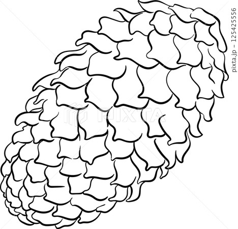 Fir tree Cones Outline Illustration. Fir tree Cones Outline Illustration. 125425556
