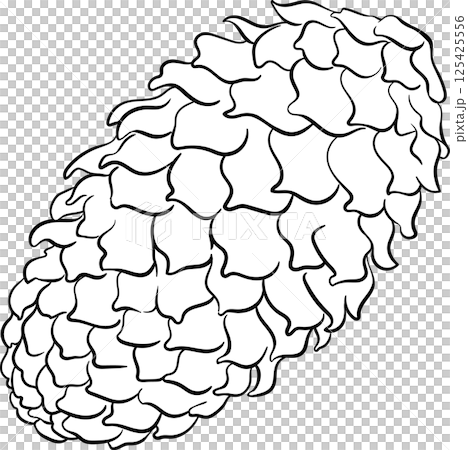 Fir tree Cones Outline Illustration. Fir tree Cones Outline Illustration. 125425556