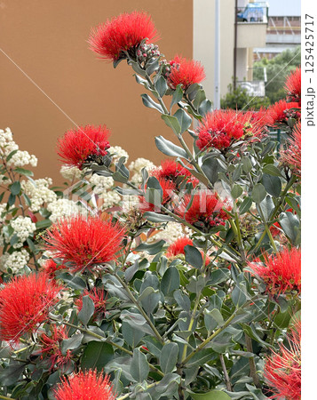 Old street in Italian village with spring red flowers in pot. Nature and garden. Seasons and nature. Background for design. Old street in Italian village with spring red flowers in pot. Nature and garden. Seasons and nature. Background for design. 125425717