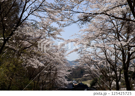 比和ゆめ街道　吾妻路桜街道　夢街道ルネサンス 125425725