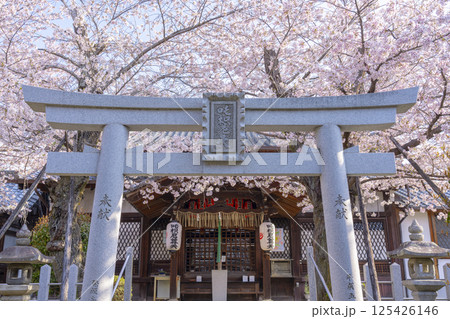 京都 満開の桜に包まれた法伝寺 京都 満開の桜に包まれた法伝寺 125426146