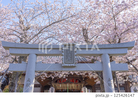 京都 満開の桜に包まれた法伝寺 京都 満開の桜に包まれた法伝寺 125426147