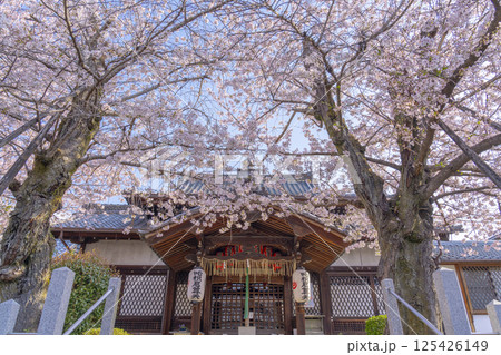 京都　満開の桜に包まれた法伝寺 125426149