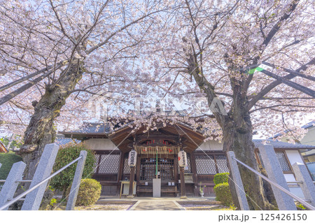 京都 満開の桜に包まれた法伝寺 京都 満開の桜に包まれた法伝寺 125426150