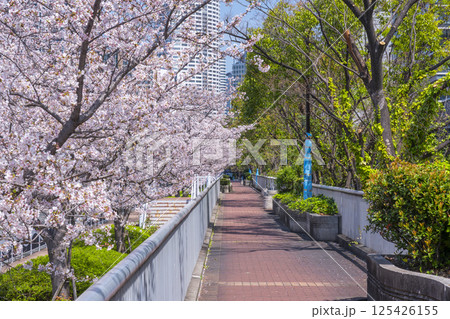 中之島遊歩道　満開の桜並木 125426155
