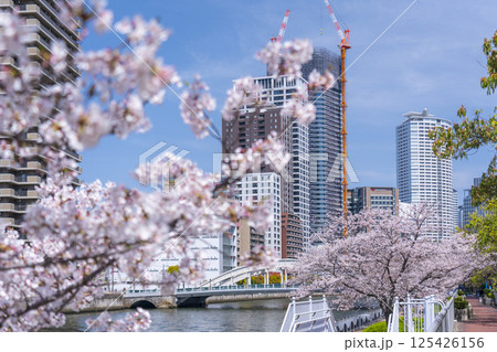 中之島遊歩道 満開の桜並木と堂島大橋 中之島遊歩道 満開の桜並木と堂島大橋 125426156
