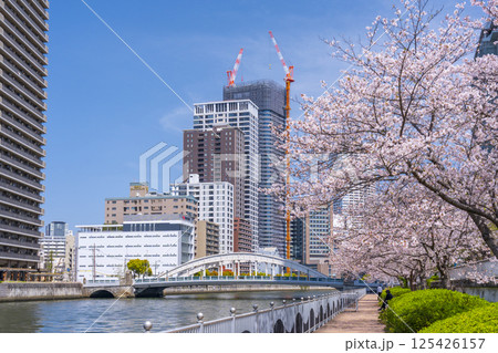 中之島遊歩道 満開の桜並木と堂島大橋 中之島遊歩道 満開の桜並木と堂島大橋 125426157