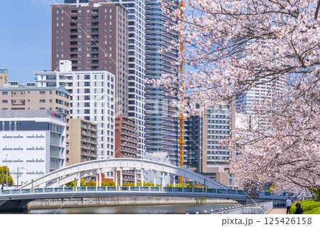 中之島遊歩道 満開の桜並木と堂島大橋 中之島遊歩道 満開の桜並木と堂島大橋 125426158