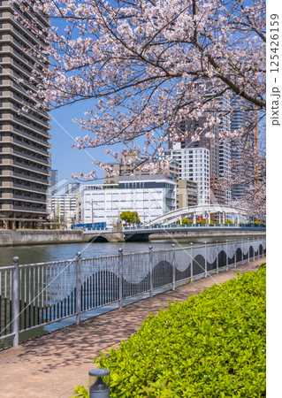 中之島遊歩道 満開の桜並木と堂島大橋 中之島遊歩道 満開の桜並木と堂島大橋 125426159