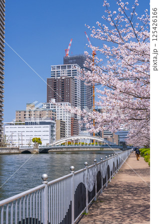 中之島遊歩道　満開の桜並木と堂島大橋 125426166