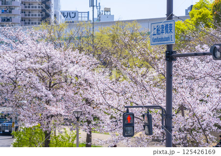 満開の桜に包まれた中之島西公園 125426169