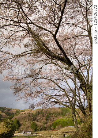 つなぐ棚田遺産三河内の棚田　　棚田テラス　桜咲く頃 125426372