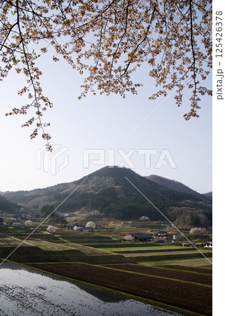 つなぐ棚田遺産三河内の棚田　桜咲く頃 125426378