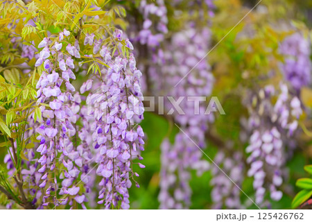 満開の藤の花 満開の藤の花 125426762