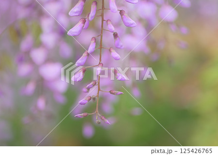 満開の藤の花 125426765